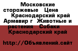 Московские сторожевые › Цена ­ 10 000 - Краснодарский край, Армавир г. Животные и растения » Собаки   . Краснодарский край